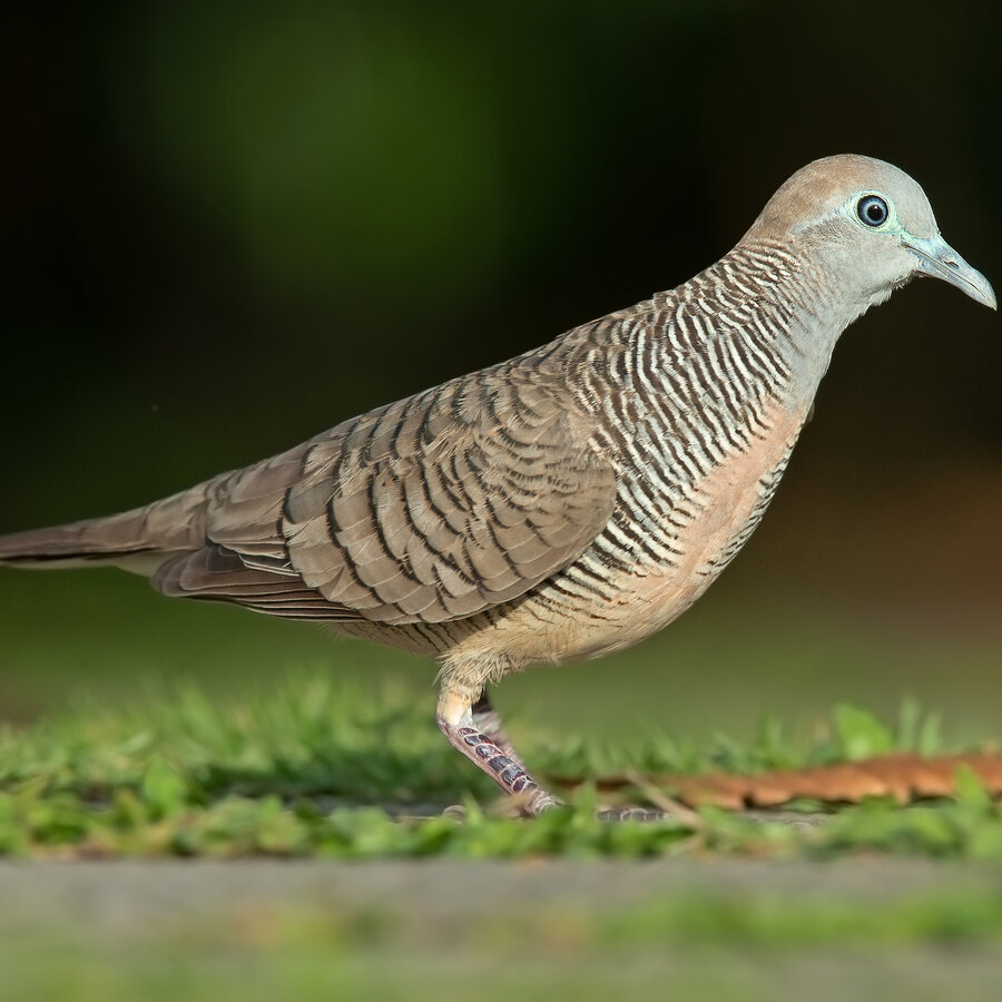 Zebra Dove