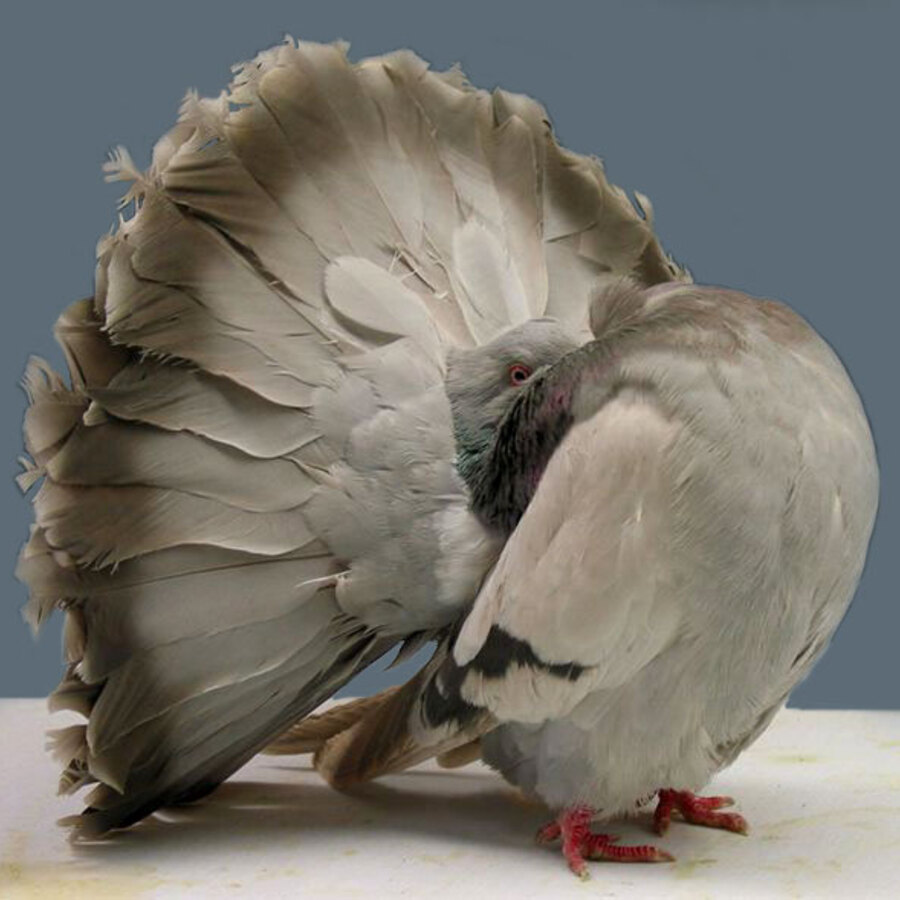 Fantail