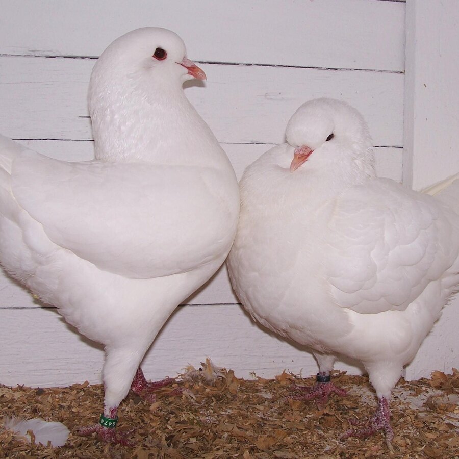 King Pigeon