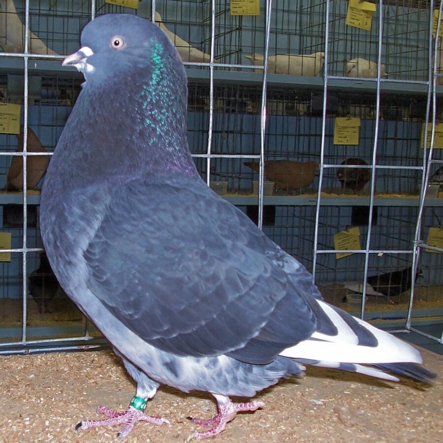 Birmingham Roller