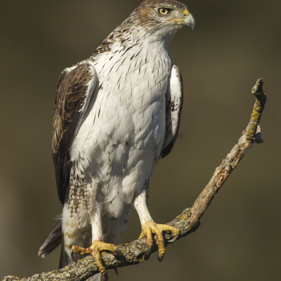 Bonelli's Eagle