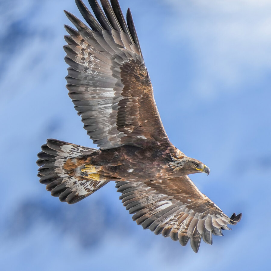 Golden Eagle