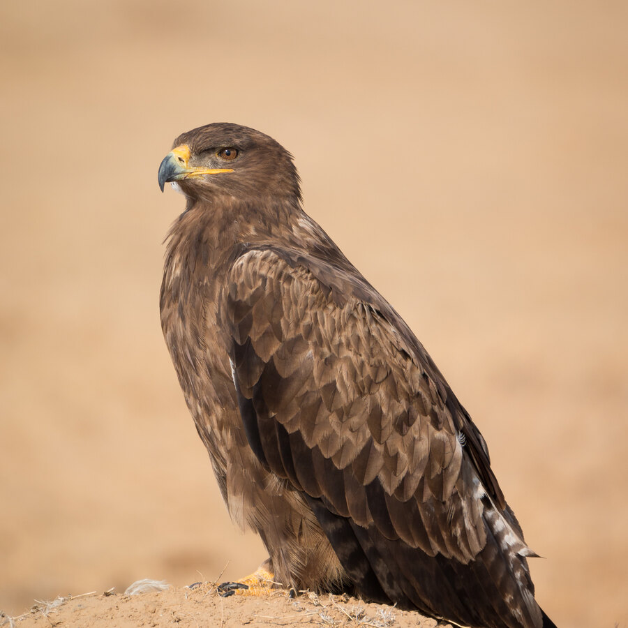 Steppe Eagle