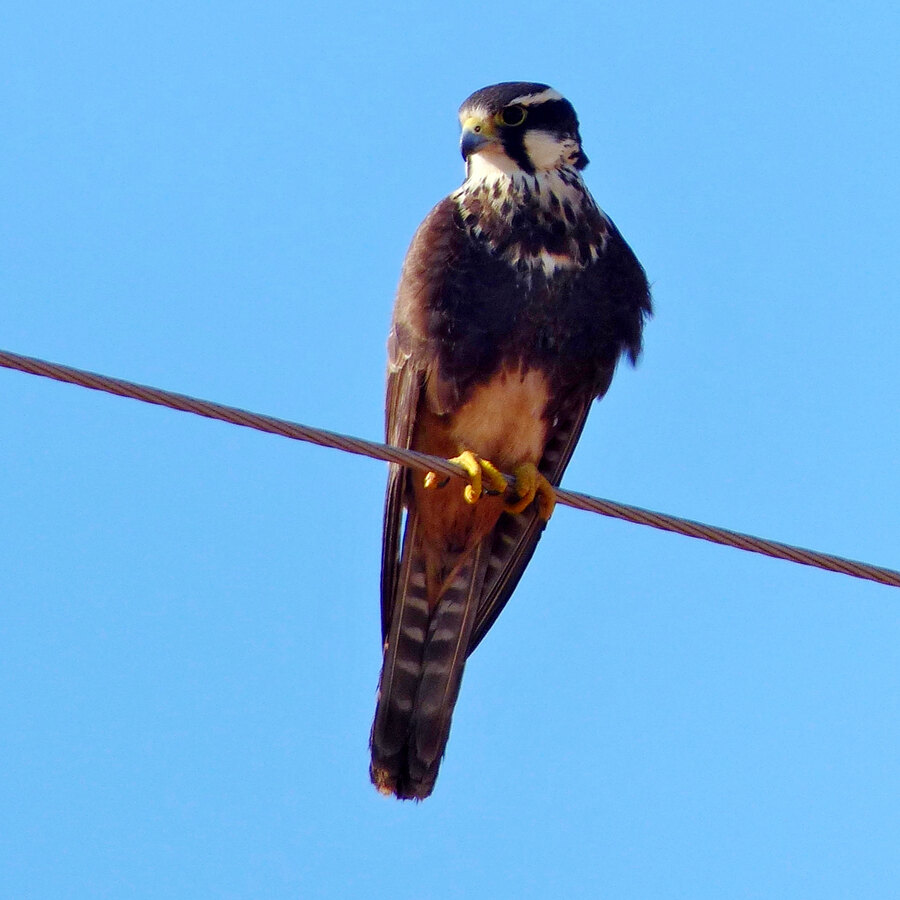 Aplomado Falcon