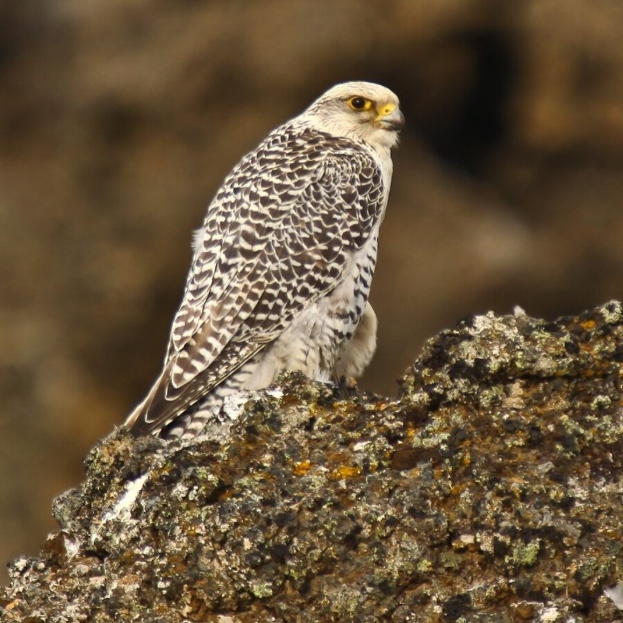 Gyrfalcon
