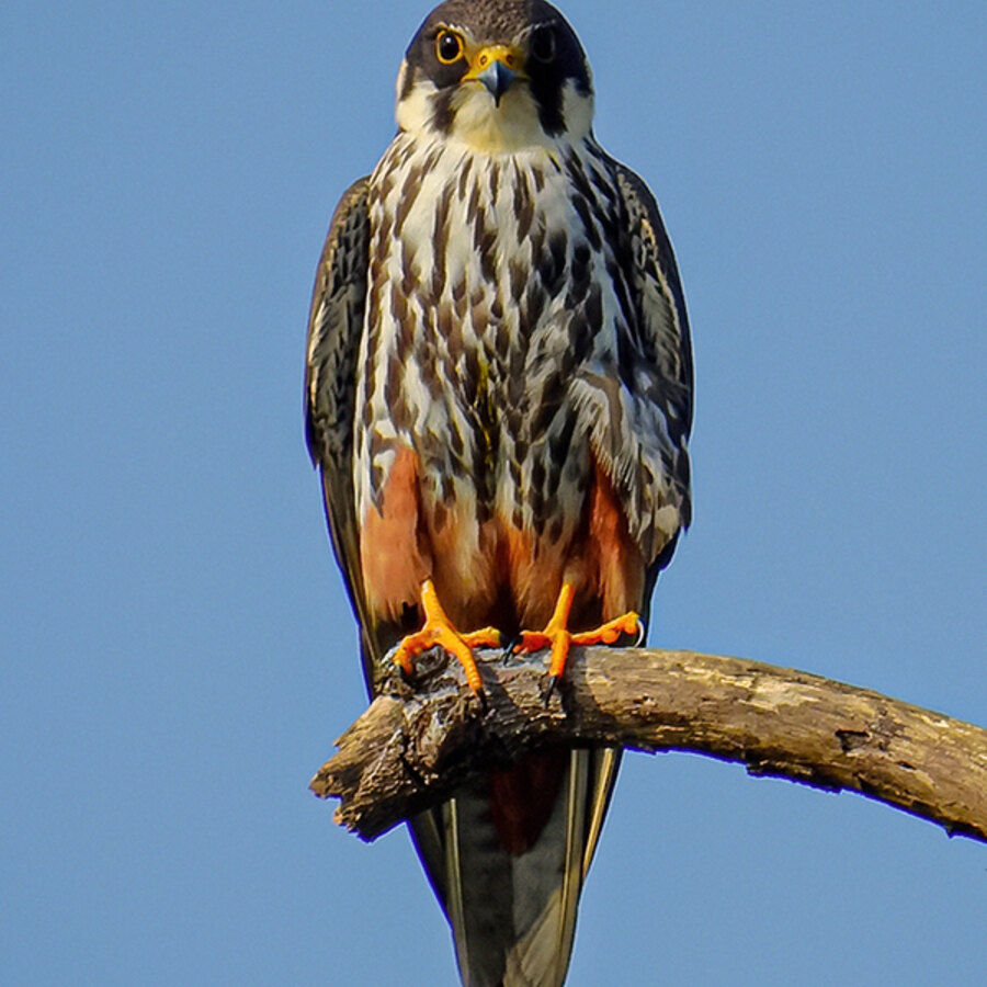 Eurasian Hobby