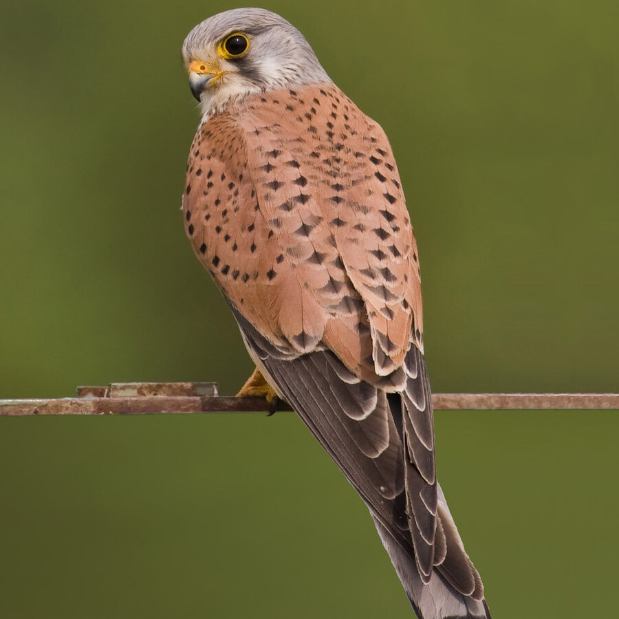 Common Kestrel