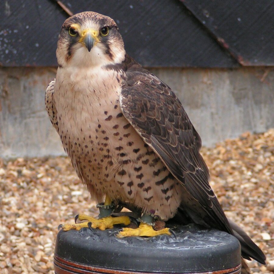 Lanner Falcon