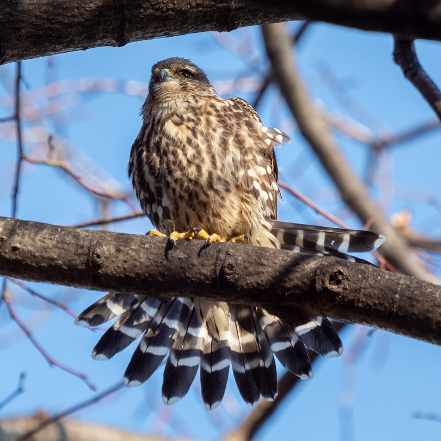 Merlin