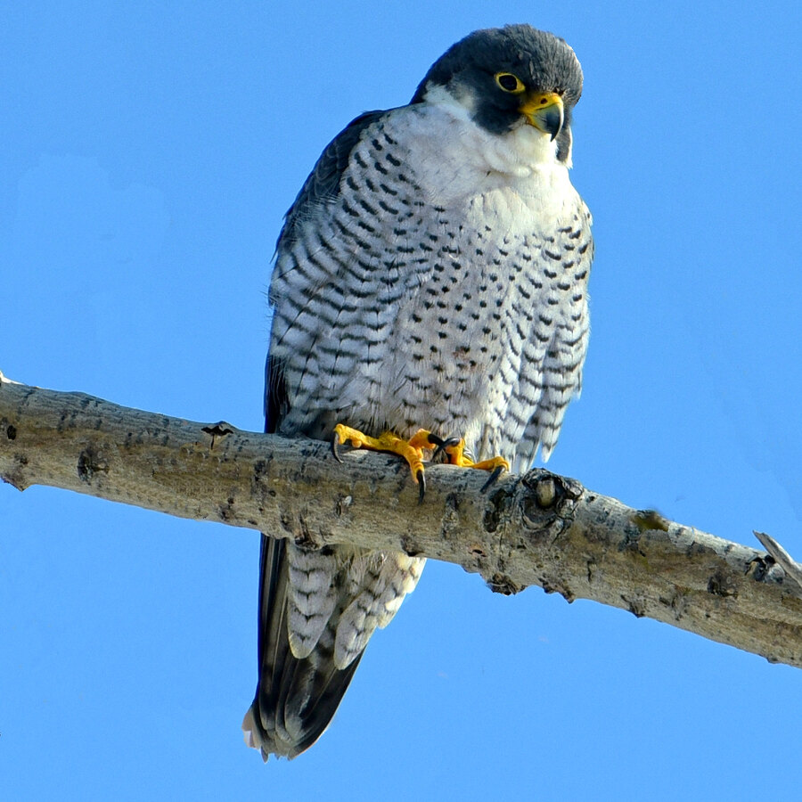 Introduction to Falconry