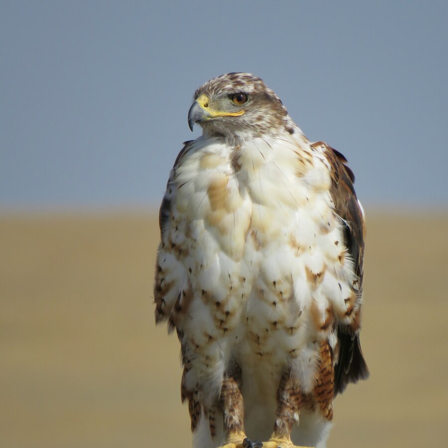 Ferruginous Hawk