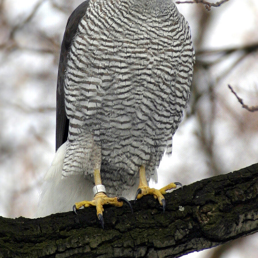 Northern Goshawk