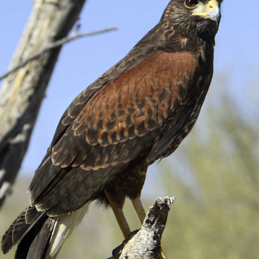 Intro to Falconry Day