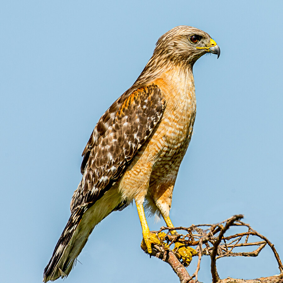 Red-shouldered Hawk