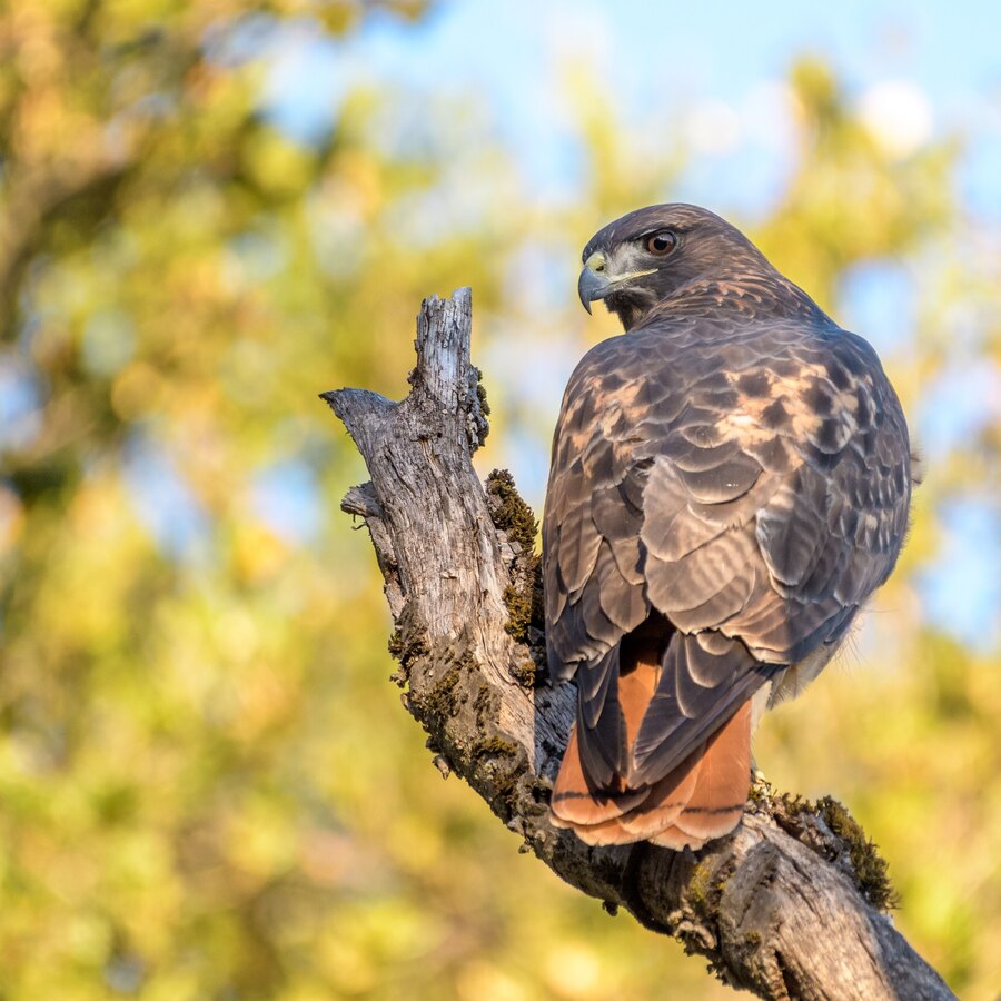 Red-tailed Hawk