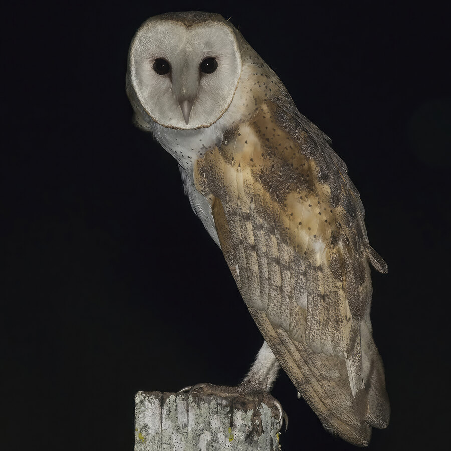 Barn Owl