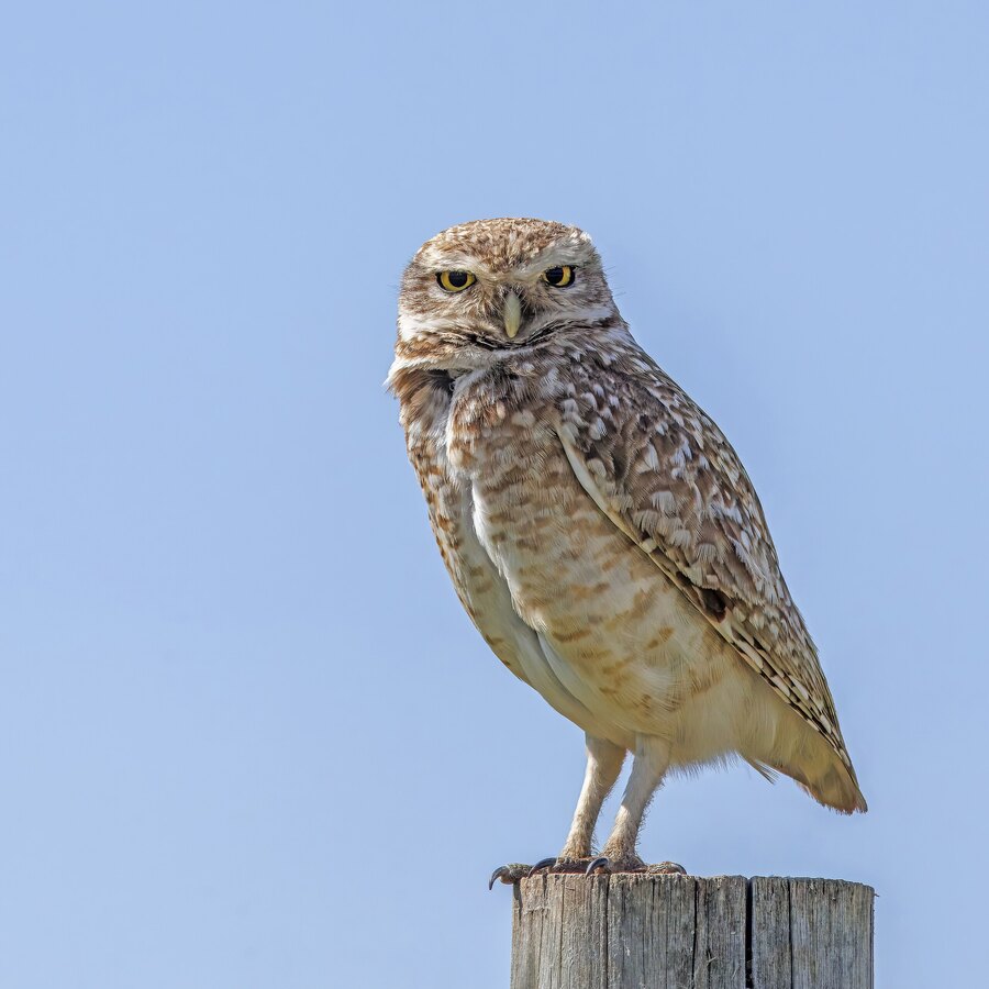 Burrowing Owl