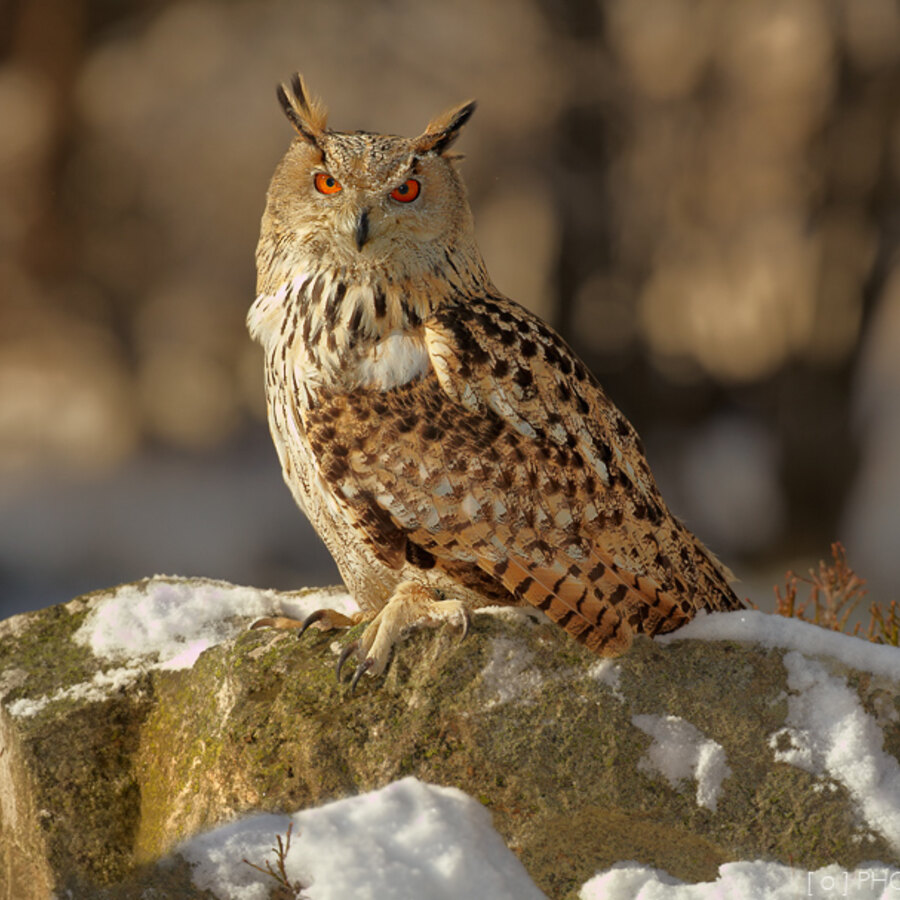 Eurasian Eagle-Owl