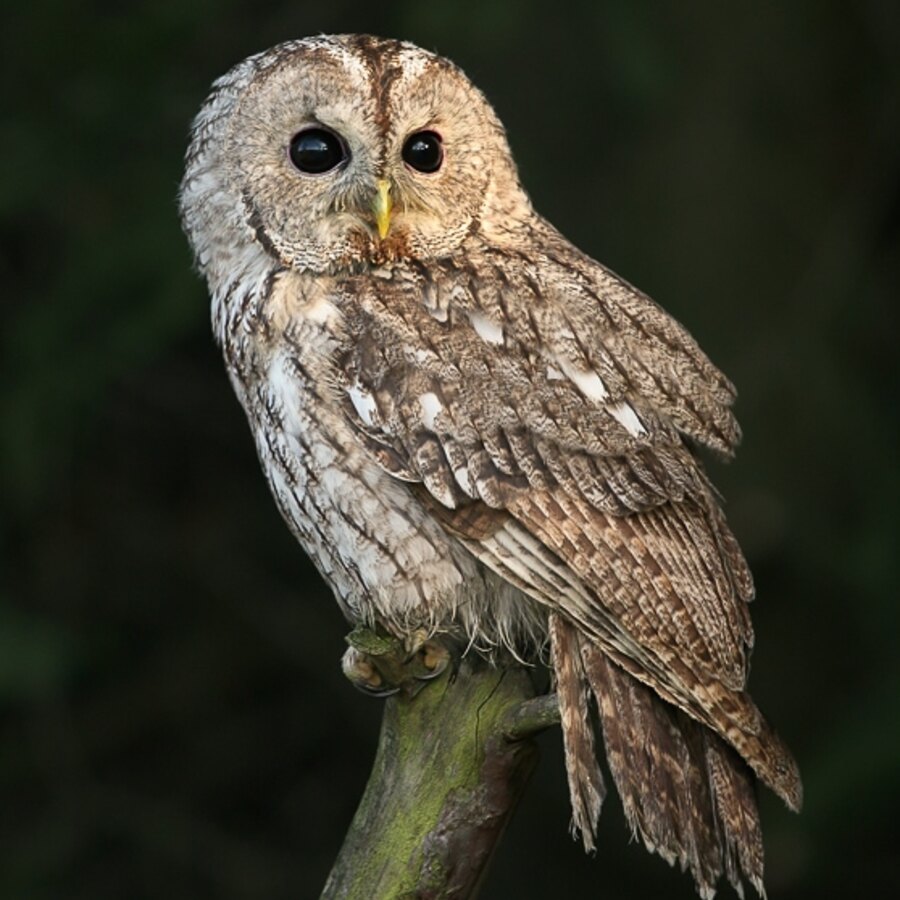 Tawny Owl
